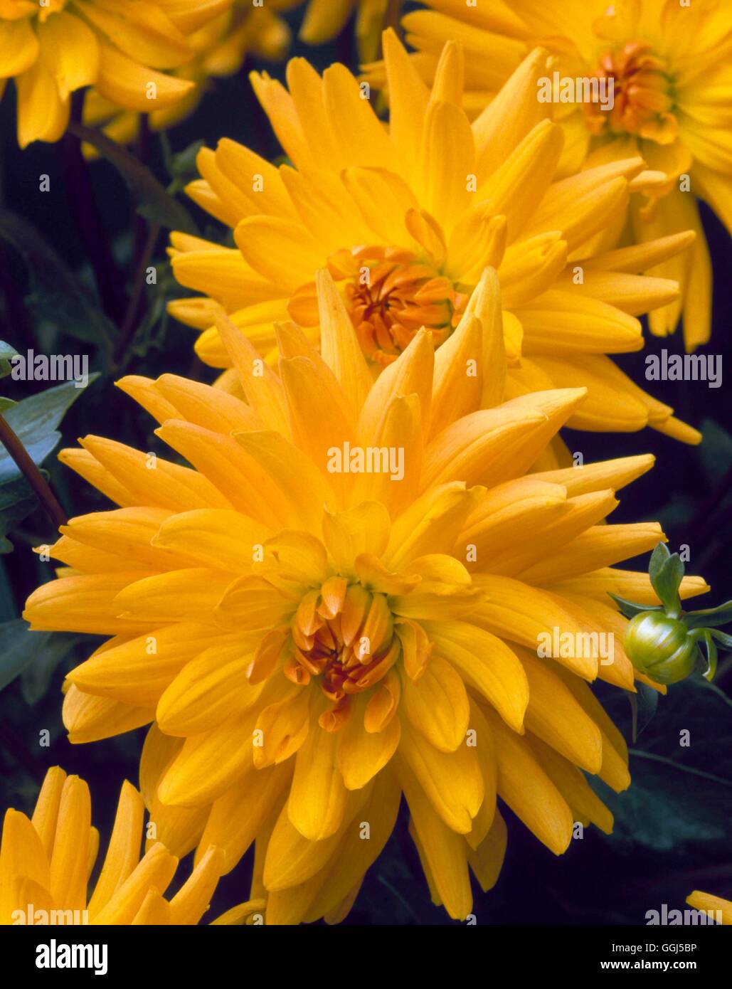 Dahlia - `Andries Amber' (Miniature Semi-cactus)   BUL064586 Stock Photo